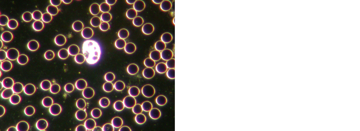 オメガオイル(450mg × 60粒入り)