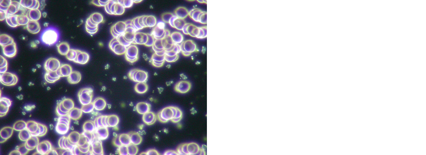 オメガオイル(450mg × 60粒入り)